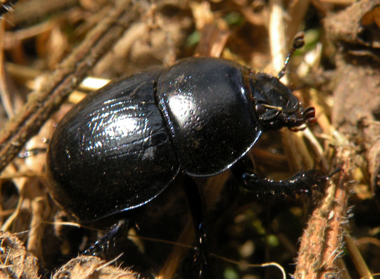 Bestie nere: Abax, Nebria, Platynus, Anoplotrupes